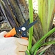 garden scissors